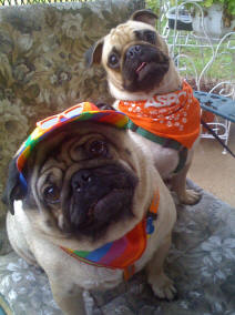 Rosie and Rascal