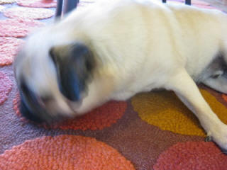 Archie loves them! Full!