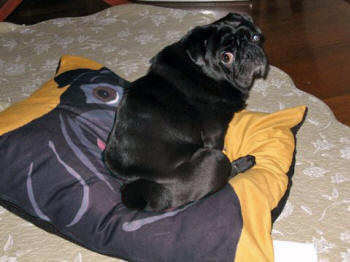 Mug loves his 24 x 30 dog bed! Photo courtesy of Johnny B., Japan