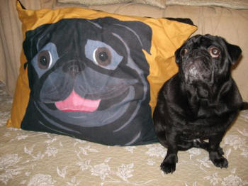 Mug loves his 24 x 30 dog bed! Photo courtesy of Johnny B., Japan