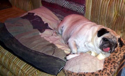 Rita loves her dog bed - Design A14 - 24 x 30