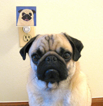 Archie loves his night light! (Design A64)