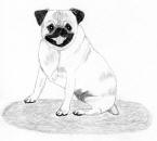 (Bw10) - Pencil Pug 