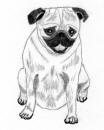 (Bw12) - Pencil Pug 