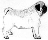 (Bw13) - Pencil Pug 