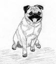 (Bw15) - Pencil Pug 