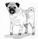 (Bw16) - Pencil Pug 