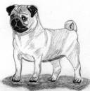 (Bw17) - Pencil Pug 