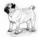 (Bw18) - Pencil Pug 