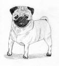 (Bw3) - Pencil Pug 