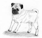 (Bw4) - Pencil Pug 