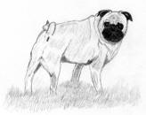 (Bw7) - Pencil Pug 