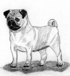 Pencil Pug Design Bw17