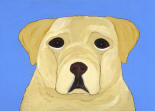 Yellow Lab