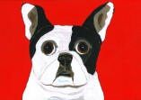 French Bulldog - Pied