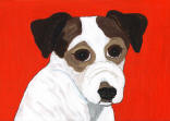 Jack Russell Terrier