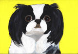 Japanese Chin