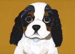 King Charles Spaniel