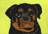 Rottweiler